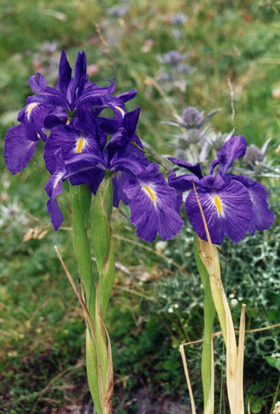 Iris latifolia photo